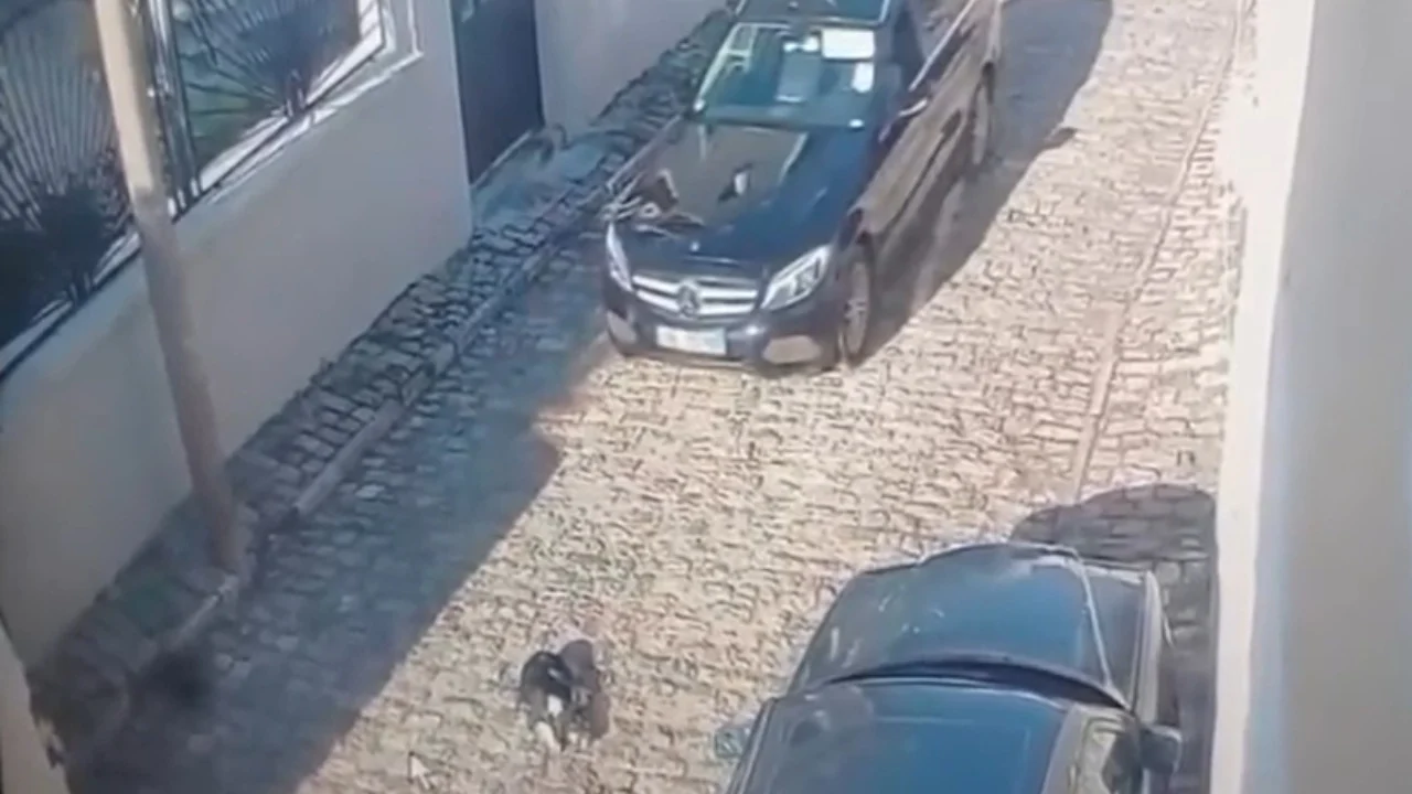 KORÇË/ TENTOI TË SHTYPTE NJË QEN ME MAKINË, SHOFERI SHPALLET NË KËRKIM